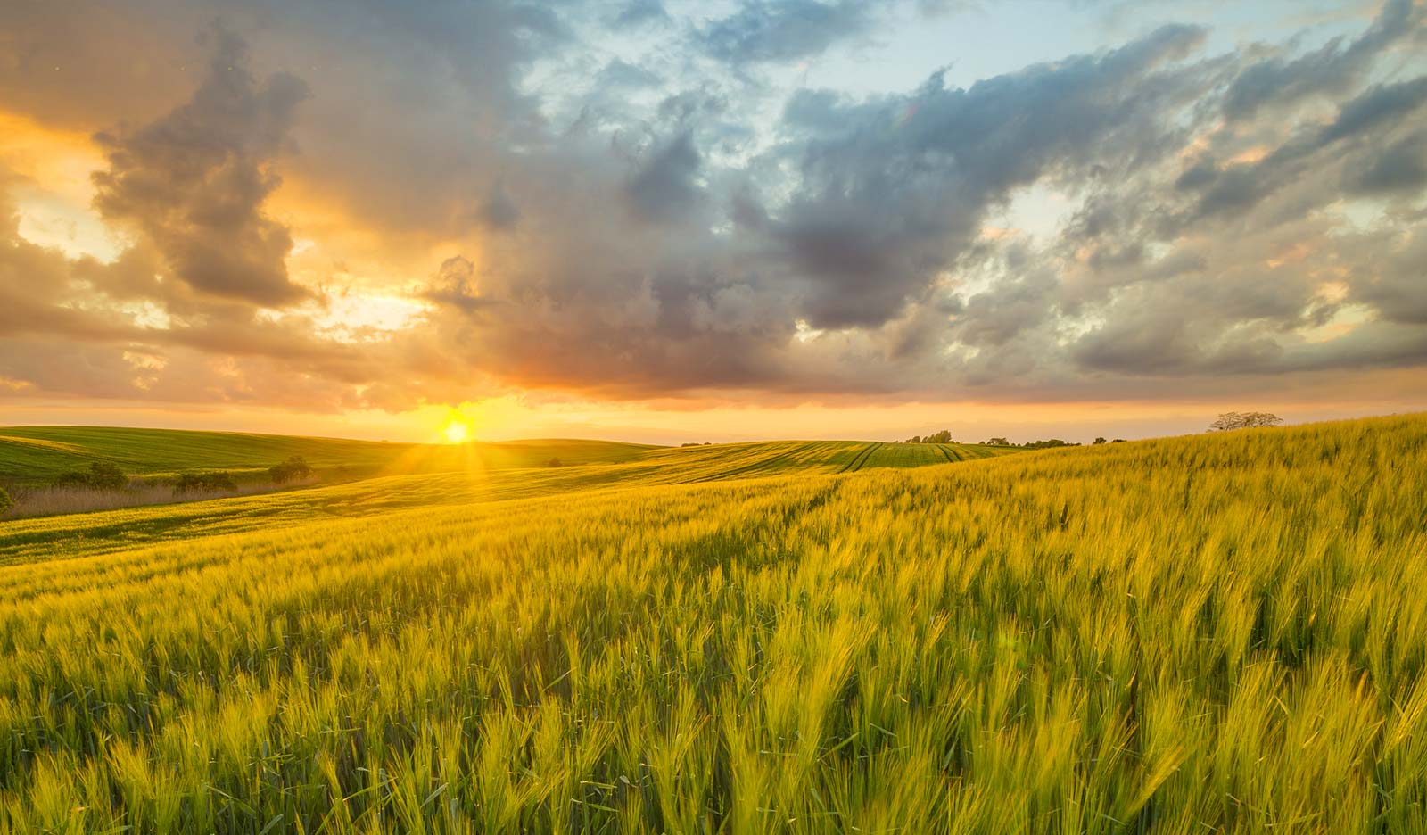 United Women In Faith Walnut Grove United Methodist Church